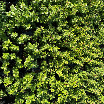 Portulacaria (Jade plant)